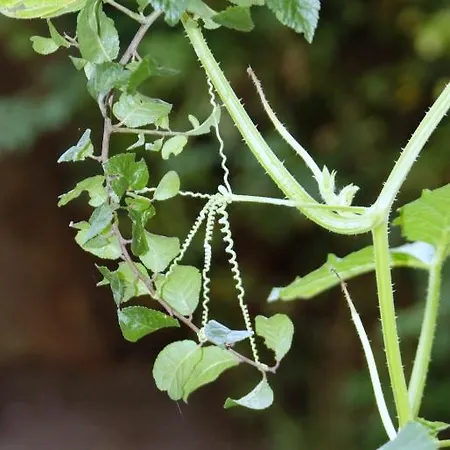 Hotel Restaurant Paradeismuehle 3*